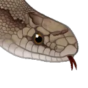 1SnekBrownie