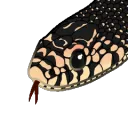1SnekBeans