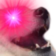 megawoof megawoof