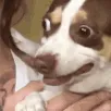 awwshit