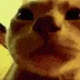 discocat