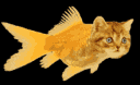 swimming_fish