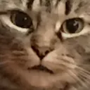 catlookwhat