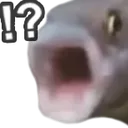 pogfish