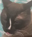 blehcat