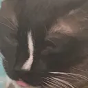 blehcat
