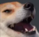 JaPerro