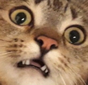 dramacat Discord emoji