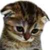 CatSad