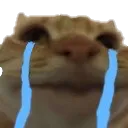 CatCri