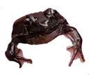John John