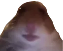 bruh