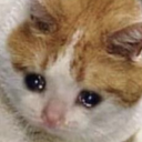 SadCat Discord emoji