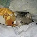 Sleepycat sleepycat Discord Emoji