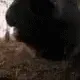 hyenasniffgif140pHD