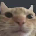 swagcat swagcat