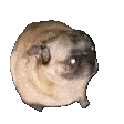 GH_PogPug
