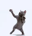 idiotstupidasscat