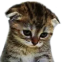 tomSAD