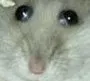Ratted