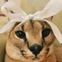 floopa