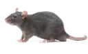 rat