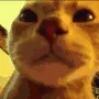 CoolCat
