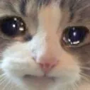 CatSad