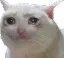 sad_cat Discord Emoji