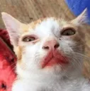 melon_cat