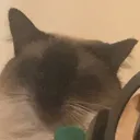 Really Cat Discord Emoji