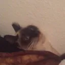 im_out_cat Discord Emoji