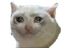 sadcat