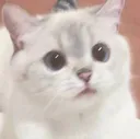 catdazed Discord Emoji