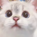 Catbeg catbeg Discord Emoji