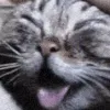 AhegaoCat