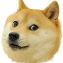 doge doge