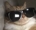 CoolCat