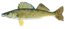 walleye