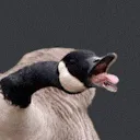 honk honk
