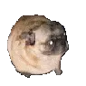 puggerdance