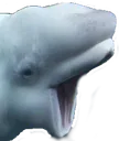 BelugaPOGGERZ Discord Emoji