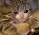 catcri3