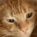 Pinotuwu Discord Emoji