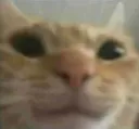 happycat