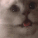 WTFcat
