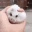 SQUISHSQUASH