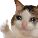 cryingcat