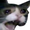 Sadcat2 sadcat2 Discord Emoji