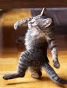business_cat